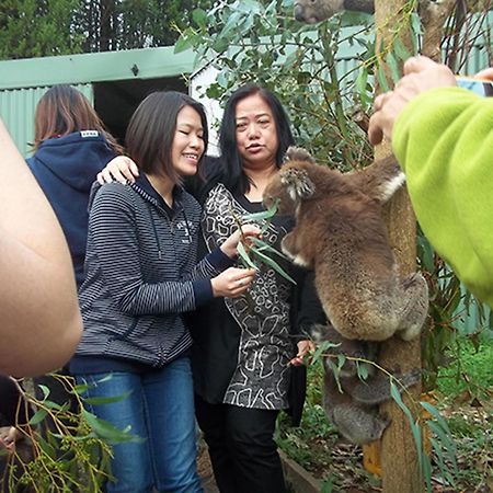 Fauna Australia Wildlife Retreat Lavers Hill Екстериор снимка