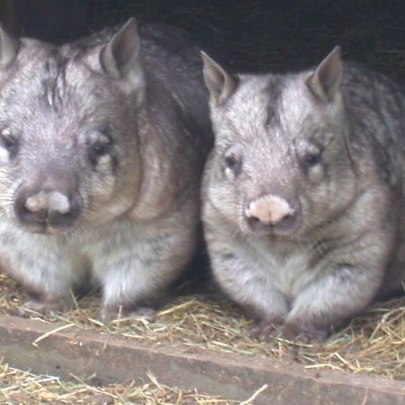 Fauna Australia Wildlife Retreat Lavers Hill Екстериор снимка