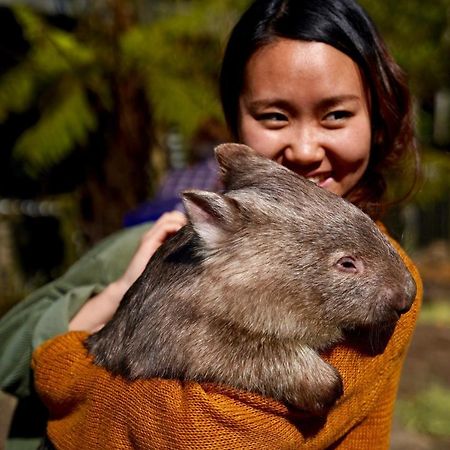 Fauna Australia Wildlife Retreat Lavers Hill Екстериор снимка