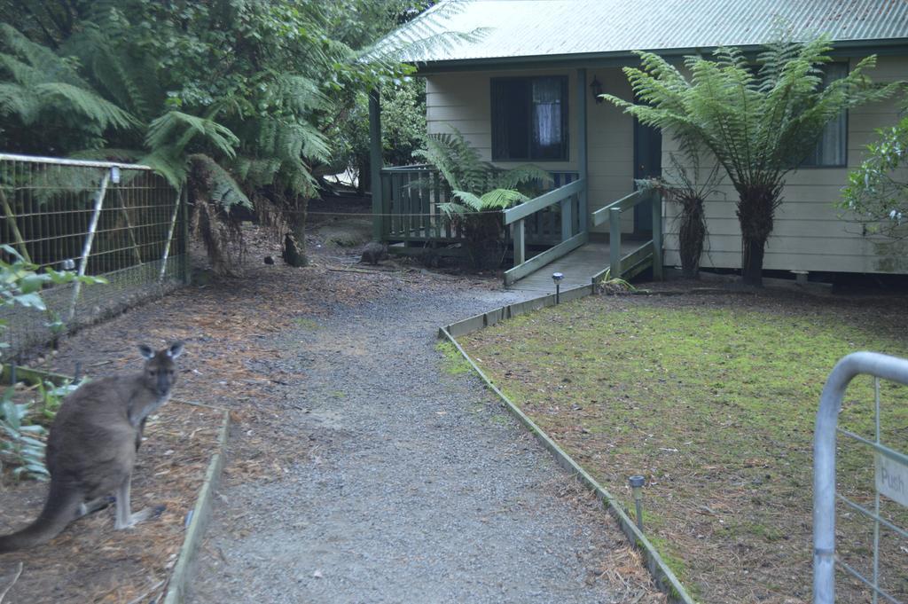 Fauna Australia Wildlife Retreat Lavers Hill Екстериор снимка