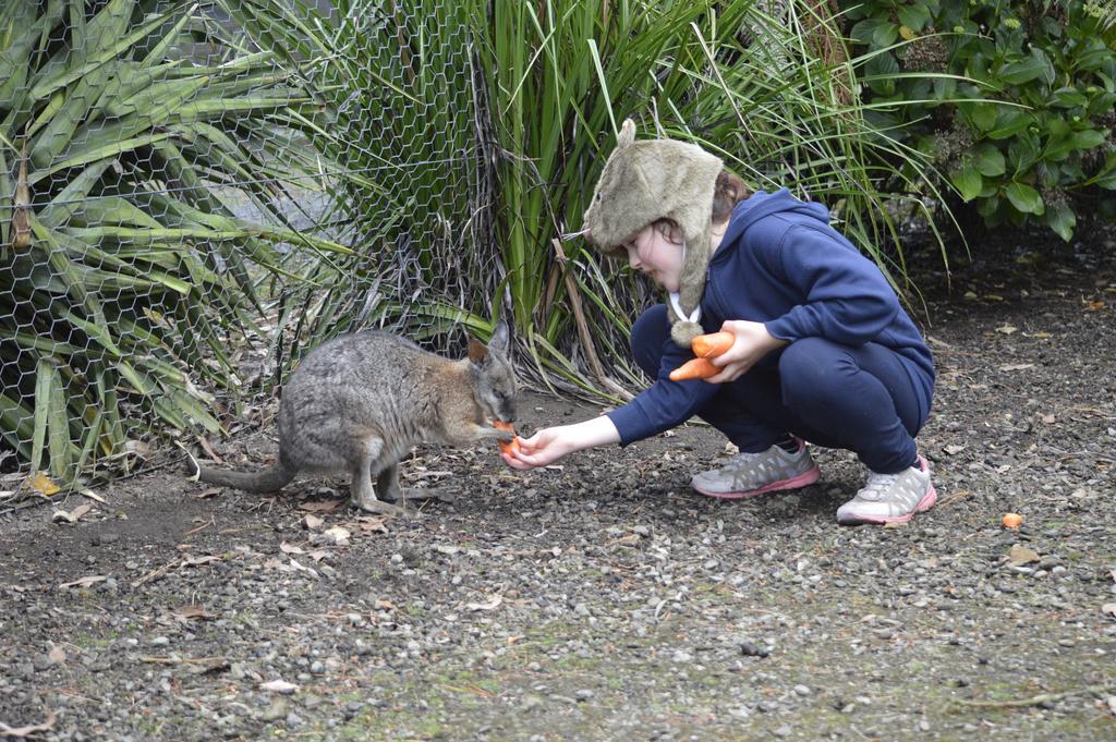 Fauna Australia Wildlife Retreat Lavers Hill Екстериор снимка