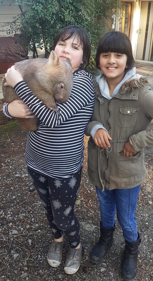 Fauna Australia Wildlife Retreat Lavers Hill Екстериор снимка
