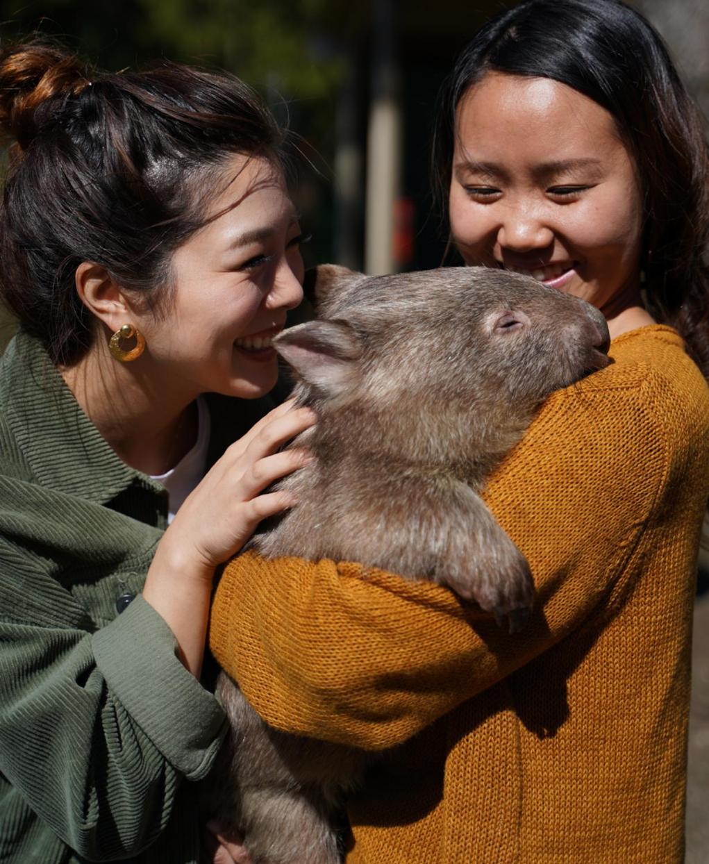 Fauna Australia Wildlife Retreat Lavers Hill Екстериор снимка