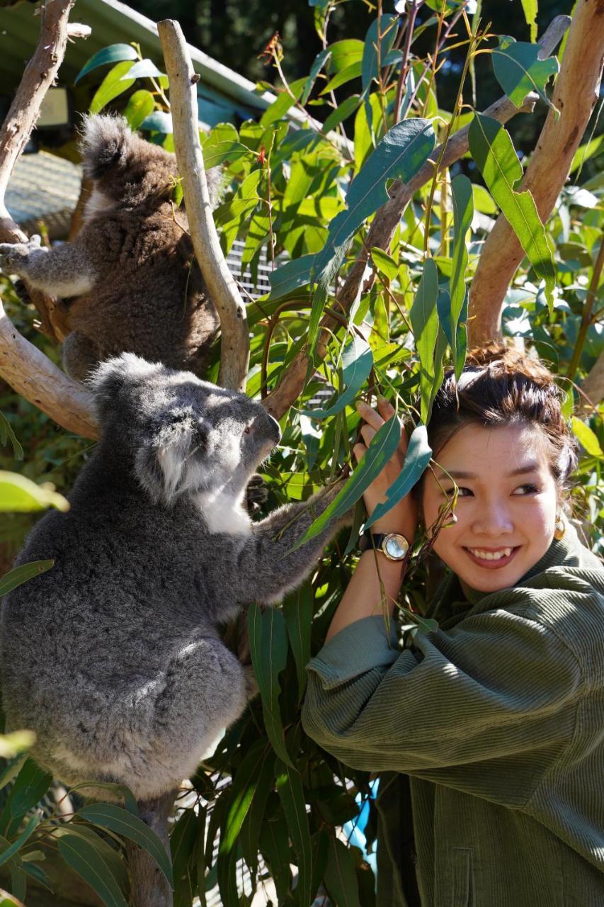 Fauna Australia Wildlife Retreat Lavers Hill Екстериор снимка